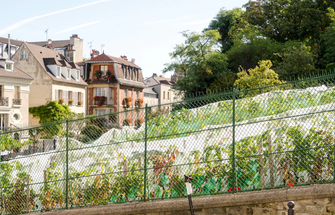 Vineyard at Clos Montmartre with Parisian buildings in the background.