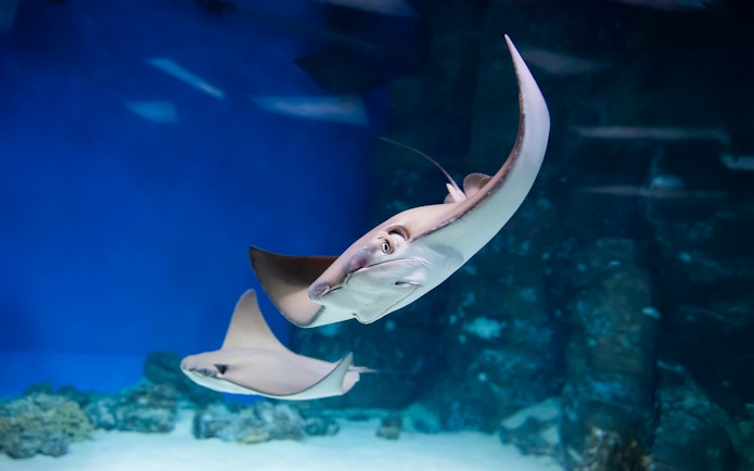 Stingrays swimming in an aquarium viewed from an underwater tunnel.