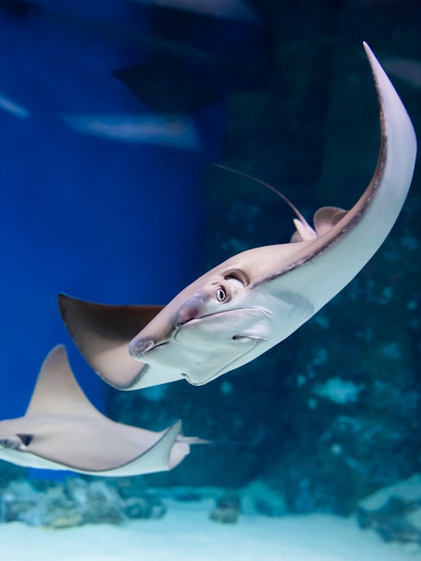 Stingrays swimming in an aquarium viewed from an underwater tunnel.
