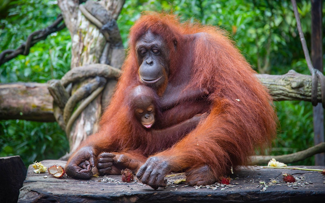 Orangutans enjoying breakfast at Singapore Zoo during VIP buggy tour.