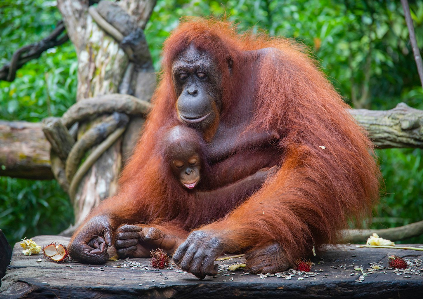 singapore zoo breakfast with orangutans