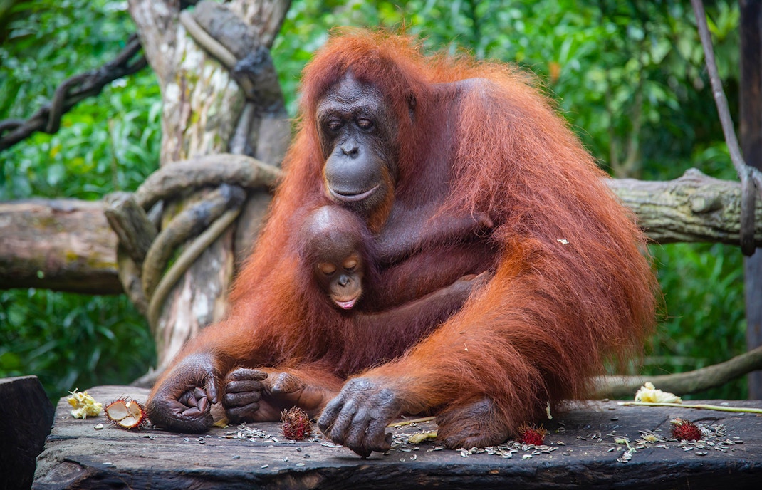 Orangutan Island & Boardwalk