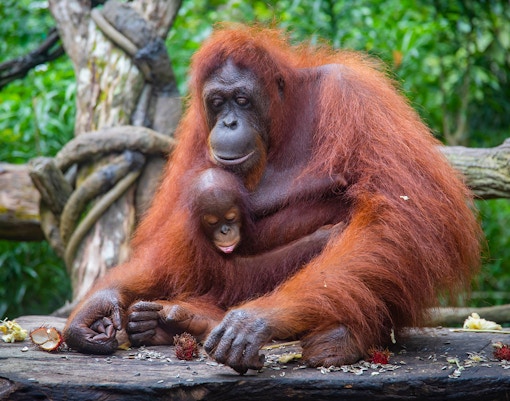 Orangutan Island & Boardwalk