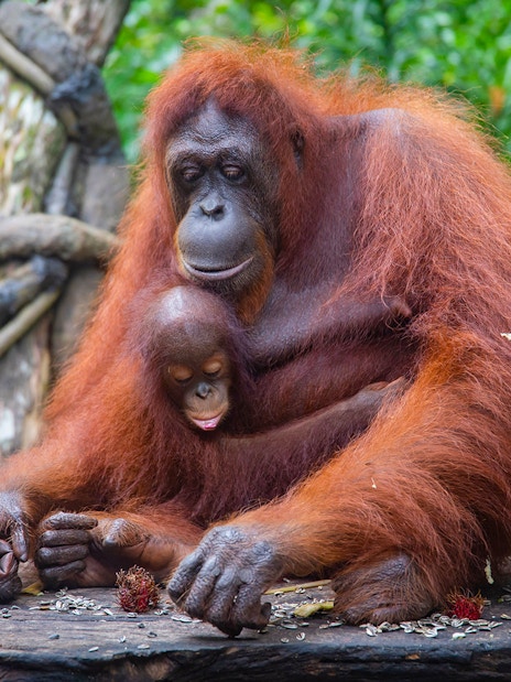 Orangutans enjoying breakfast at Singapore Zoo during VIP buggy tour.