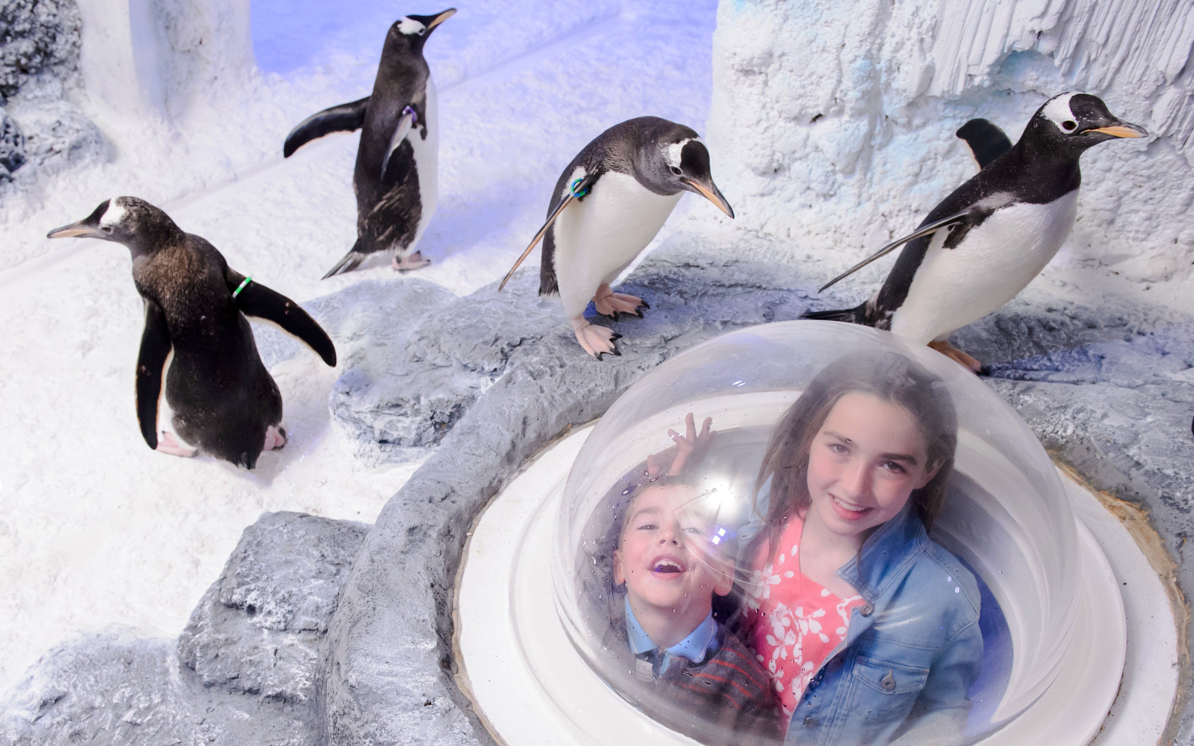 Children observing penguins through a viewing dome at SEA LIFE Birmingham.