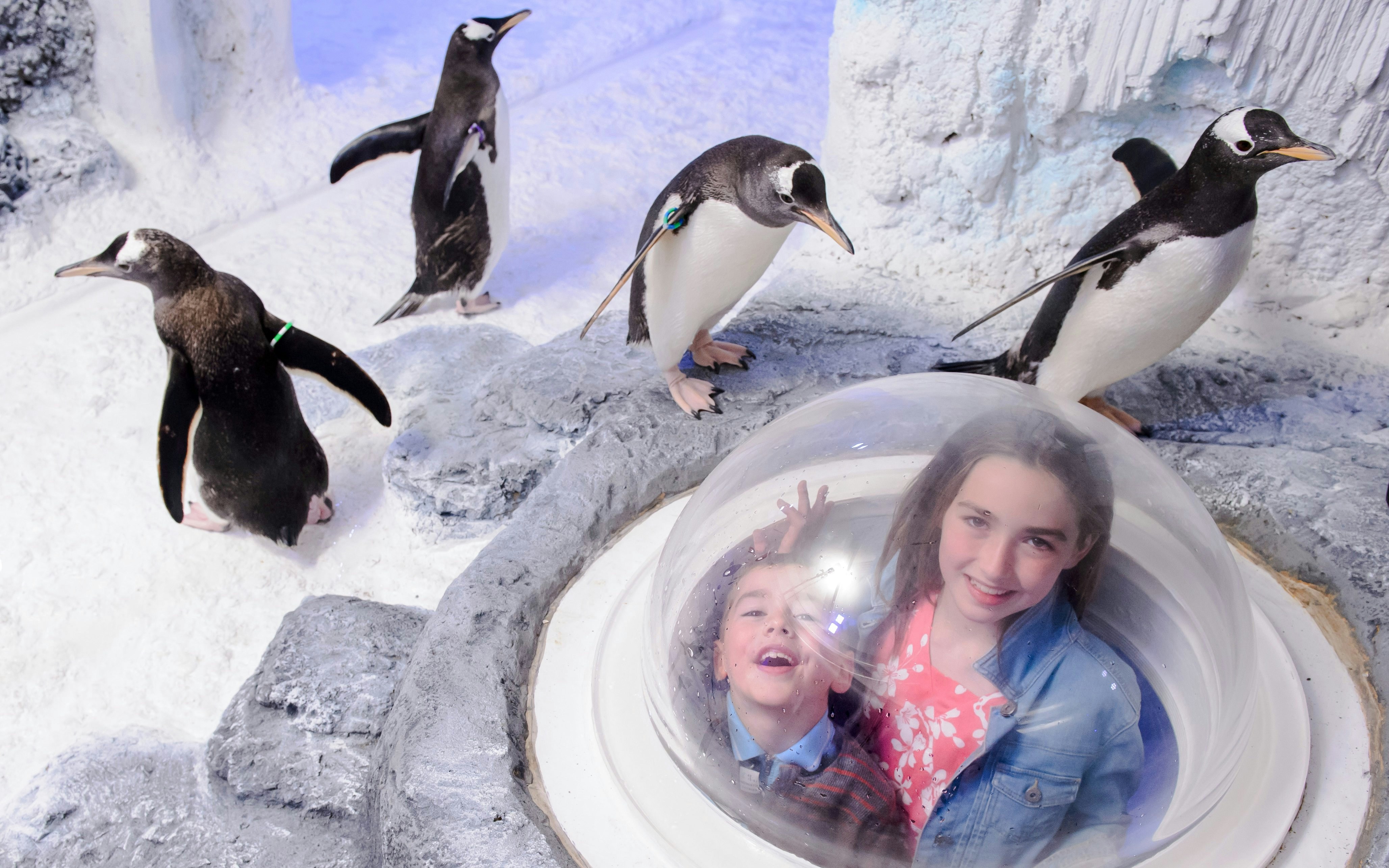 Children observing penguins through a viewing dome at SEA LIFE Birmingham.
