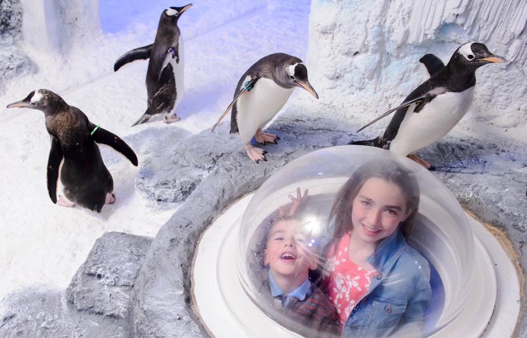 Children observing penguins through a viewing dome at SEA LIFE Birmingham.