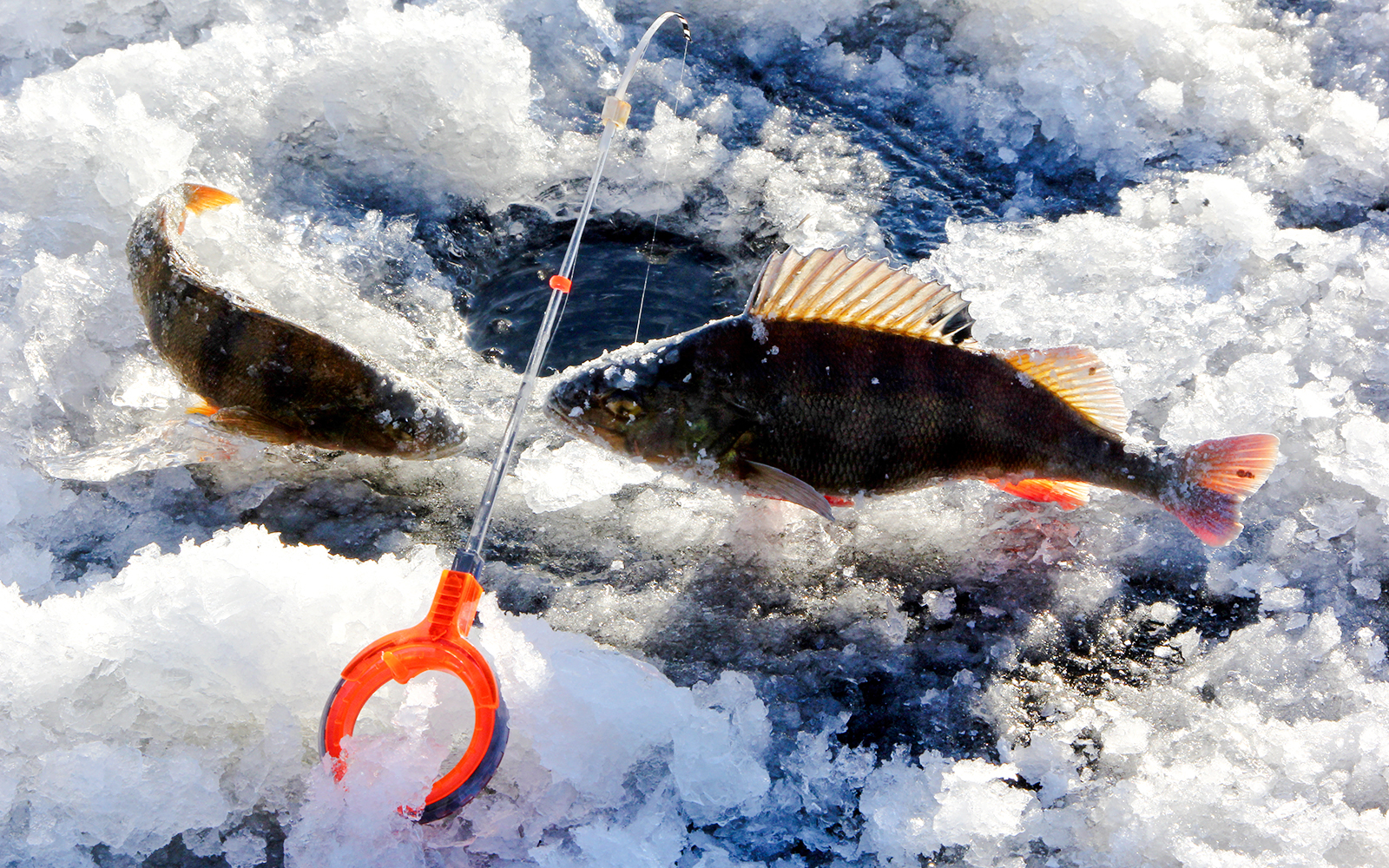 Close-up of fish caught during ice fishing on a frozen lake.