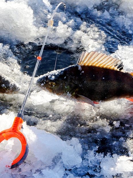 Close-up of fish caught during ice fishing on a frozen lake.
