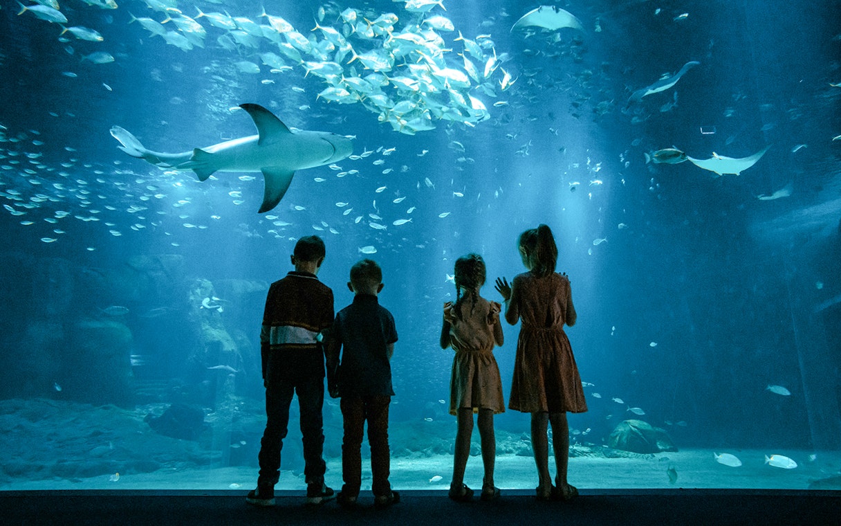 Children watching marine life at Nausicaá aquarium, France.