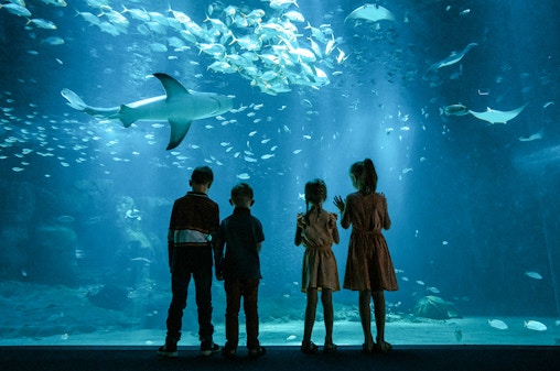 Nausicaá Skip-the-Line Tickets