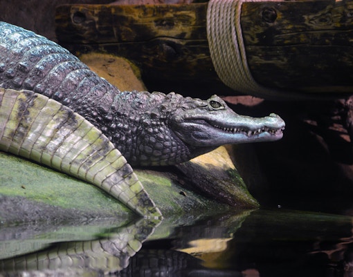 Cattolica aquarium - Yellow Route