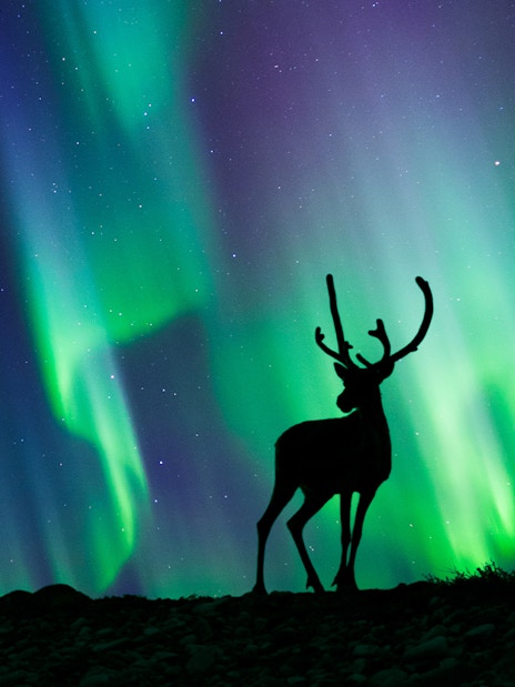 Reindeer silhouetted against northern lights in Norway.