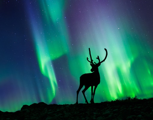 Reindeer under northern lights in Norway.