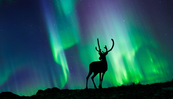reindeer spotting during northern lights in norway