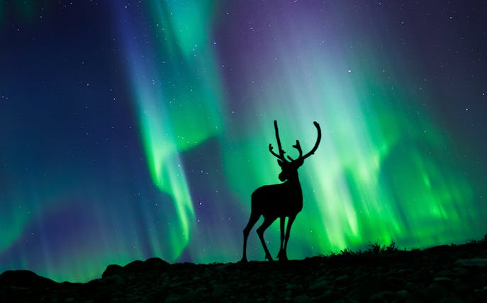 Reindeer silhouetted against northern lights in Norway.