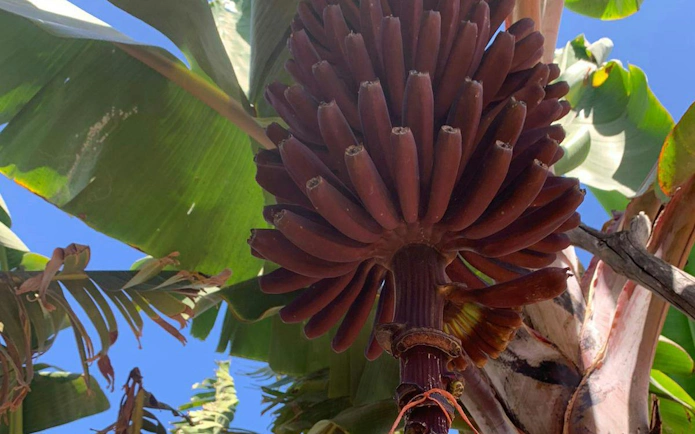 Banana plant with red bananas in Gran Canaria.