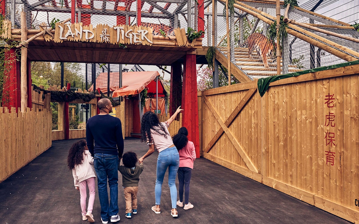 Family observing a tiger in the Land of the Tiger enclosure at Chessington Zoo.