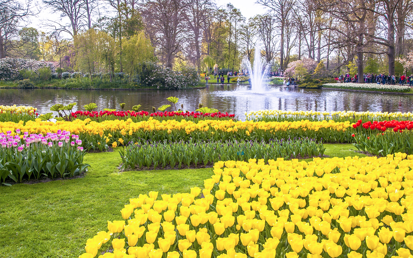 amsterdam tulip festival