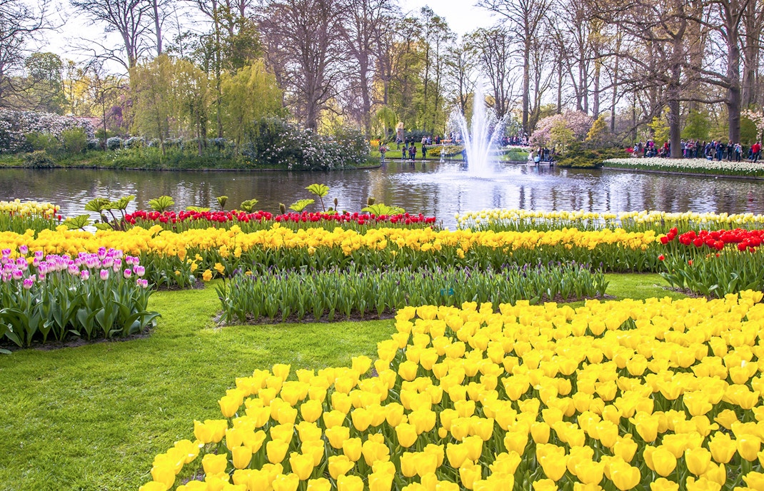 amsterdam tulip festival