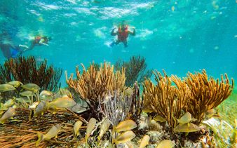 Snorkelers exploring coral and fish at Great Maya Reef, Marine National Park, Puerto Morelos.