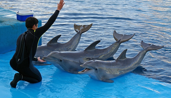 Highlights of Constanta Dolphinarium