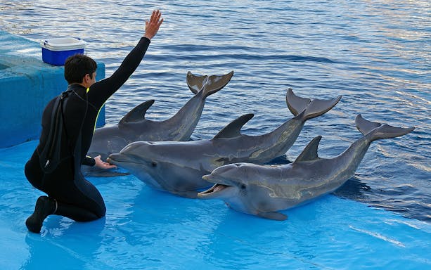 Trainer interacting with dolphins at a marine attraction.