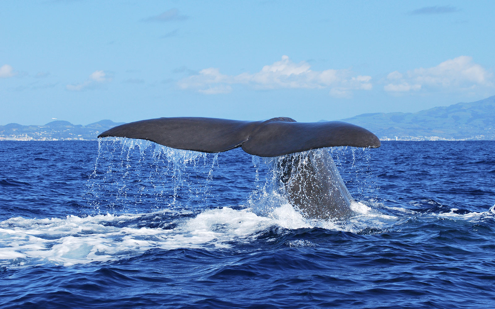 Whale tail emerging from ocean during whale watching tour.