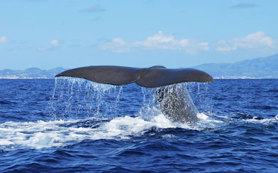Whale tail emerging from ocean during whale watching tour.
