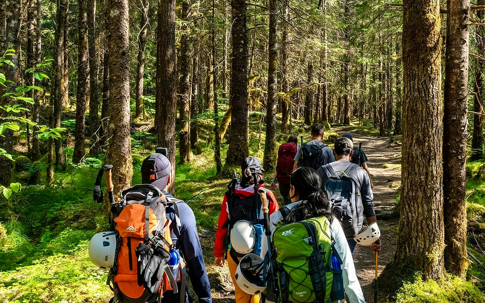 Hikers walking through a forest trail on the Mendenhall Glacier guided hike.