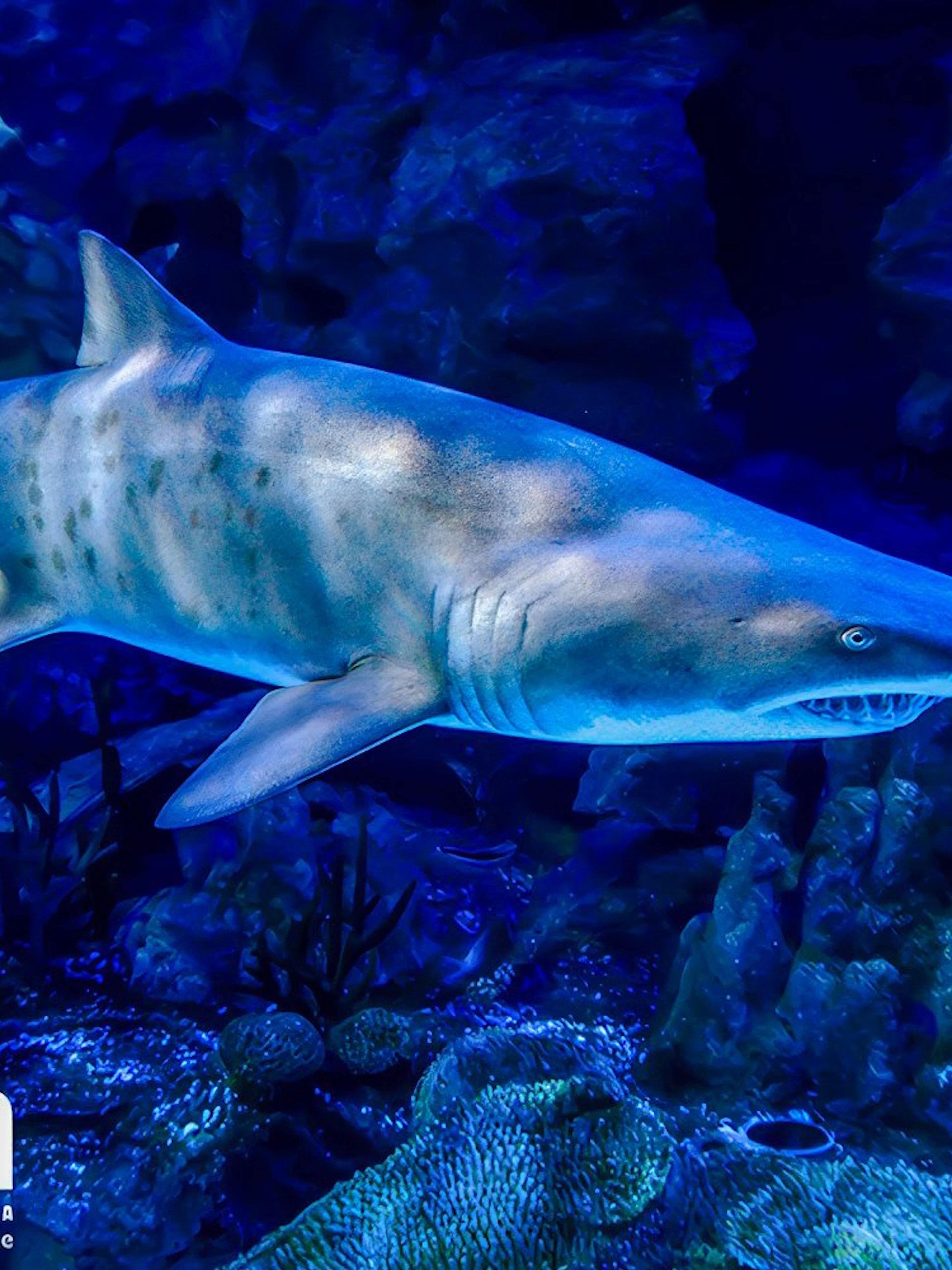 Shark swimming in Aquaria KLCC, Kuala Lumpur, Malaysia.