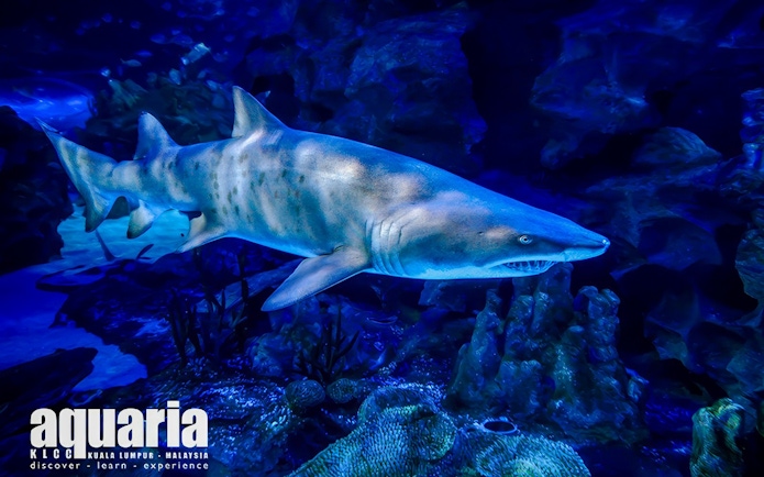 Shark swimming in Aquaria KLCC, Kuala Lumpur, Malaysia.