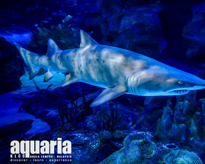 Super Saver Combo: Aquaria KLCC + Berjaya Times Square Theme Park