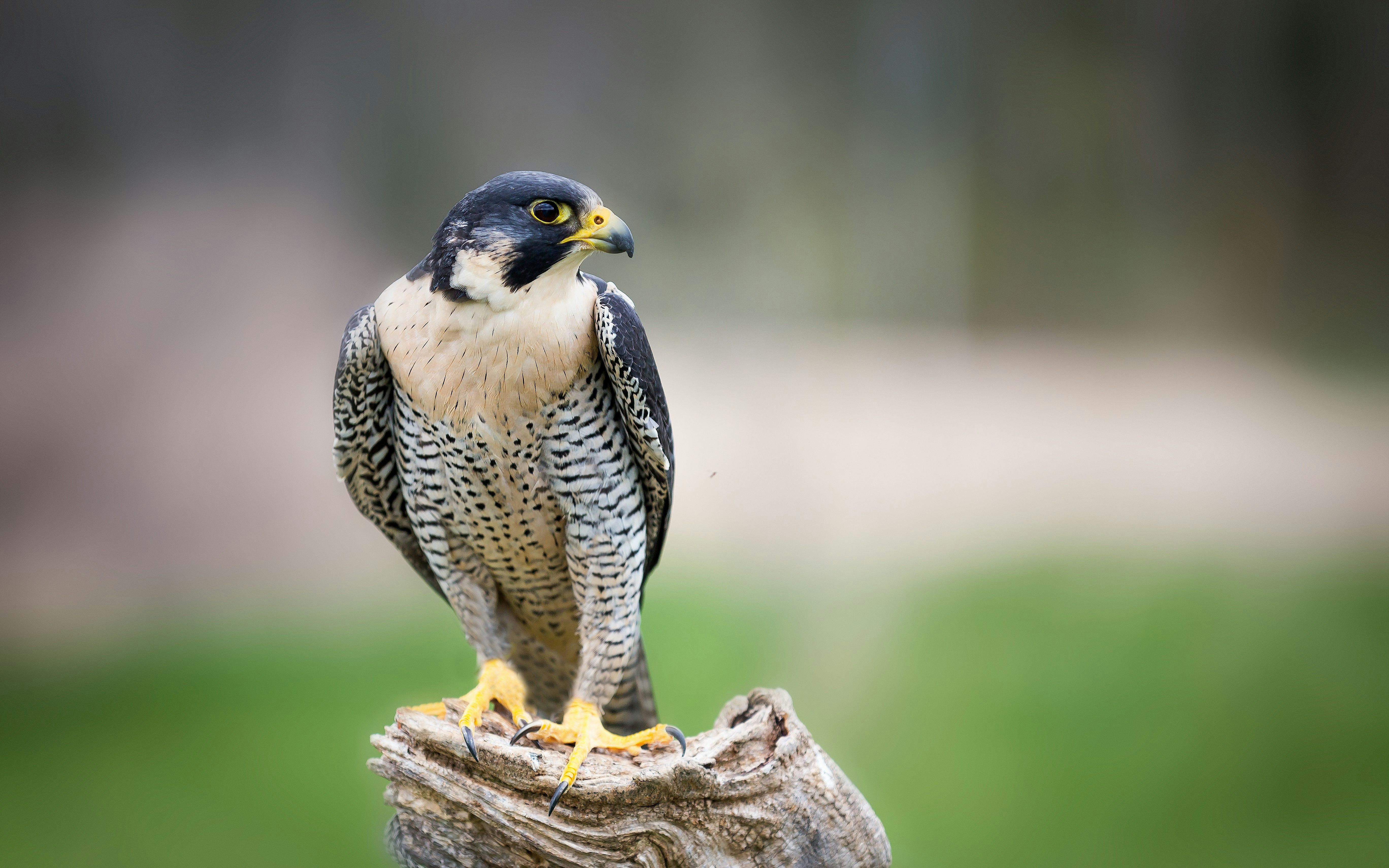 Peregrine falcon perched at the Cliffs of Moher, Ireland.