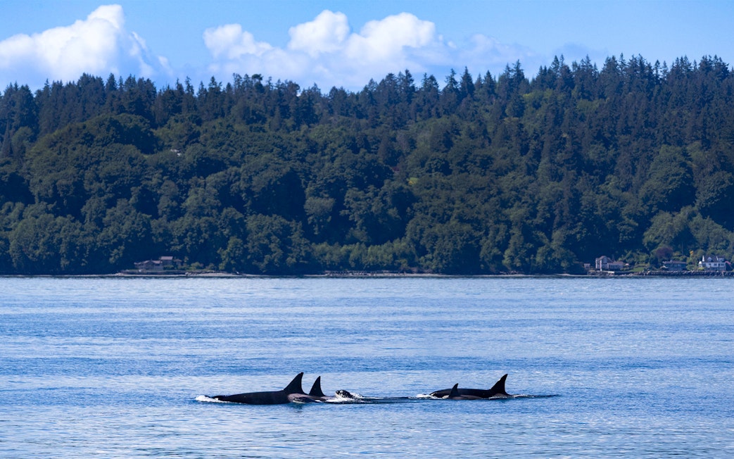 Orcas swimming near forested shoreline on Seattle Wildlife & Whale Watching Tour.