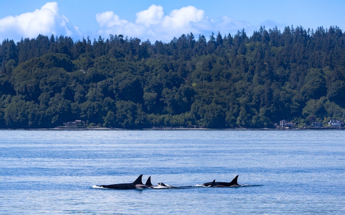 Orcas swimming near forested shoreline on Seattle Wildlife & Whale Watching Tour.