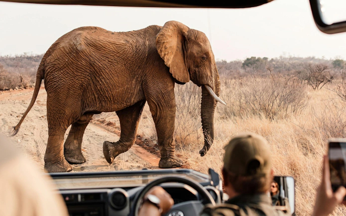 Elephant crossing dirt road in Pilanesberg National Park safari.
