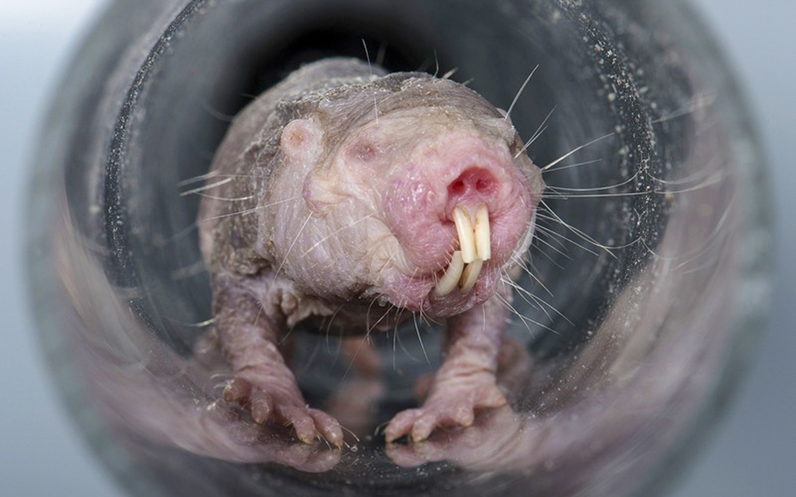 Naked mole-rat in a tunnel at Schönbrunn Zoo's Desert House.