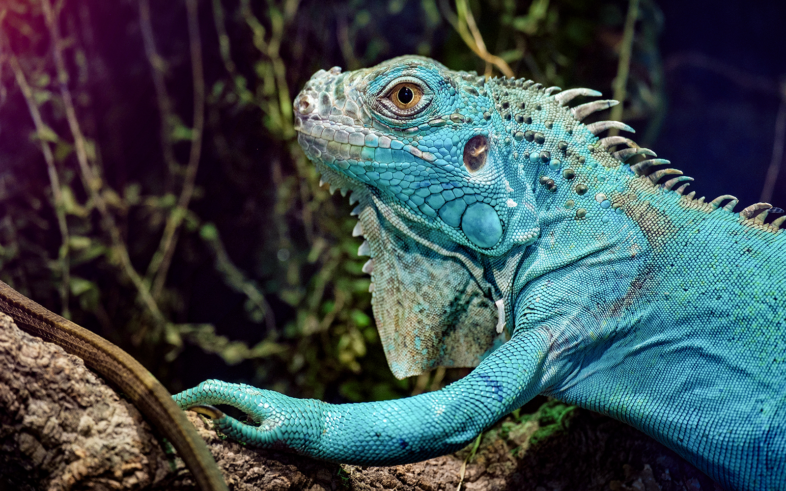 Blue Iguana resting on a rock at Bronx Zoo exhibit.