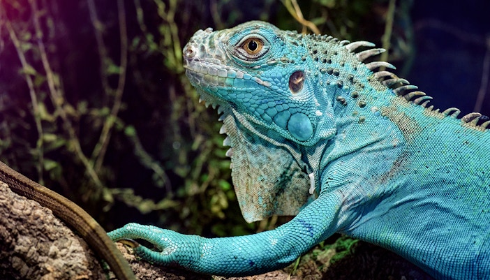 Blue Iguana resting on a rock at Bronx Zoo exhibit.