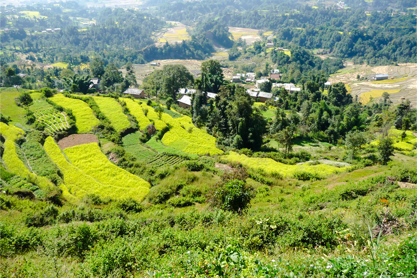 Terraced fields and greenery in Nagarkot, Nepal, viewed during the Sallaghari-Changunarayan hike.