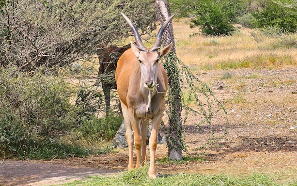 Antelope standing in Sharjah Desert Park landscape.