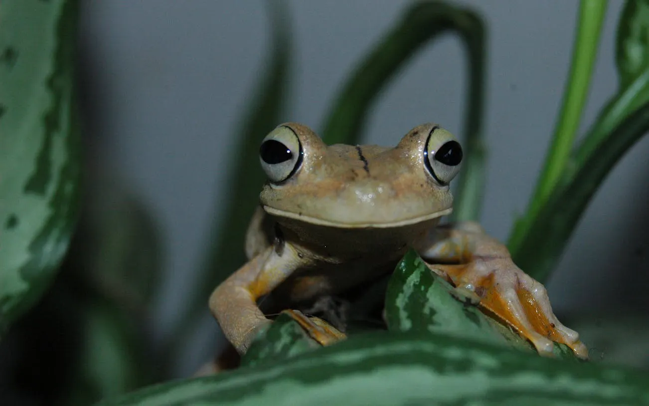 Frog on leaf in Manuel Antonio National Park during guided wildlife tour.