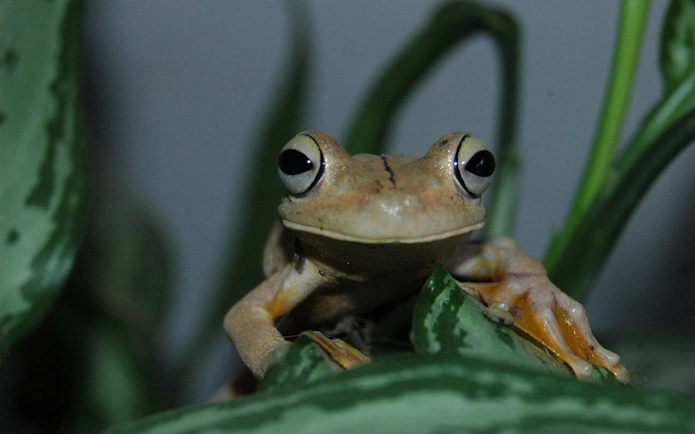 Frog on leaf in Manuel Antonio National Park during guided wildlife tour.