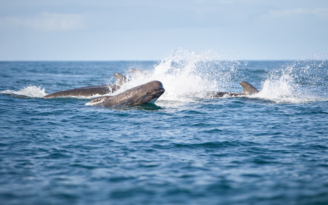 Whales surfacing in the ocean during the Gentle Giants Whale Watching Tour in Husavik.
