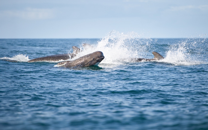 Whales surfacing in the ocean during the Gentle Giants Whale Watching Tour in Husavik.