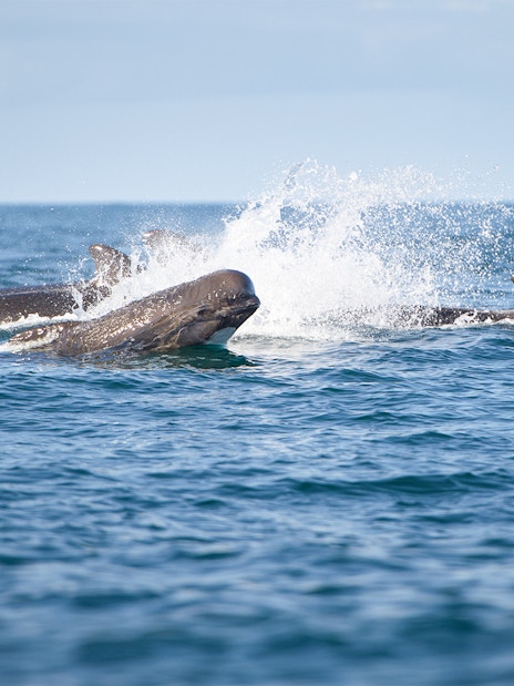 Whales surfacing in the ocean during the Gentle Giants Whale Watching Tour in Husavik.