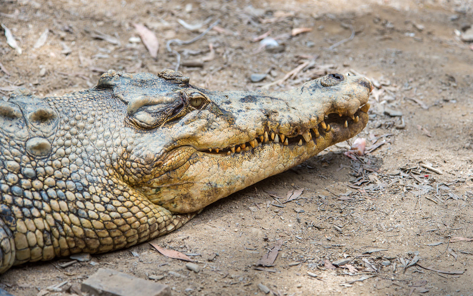 Hartley's Crocodile Adventures boat tour with crocodiles in a natural habitat, Queensland, Australia.