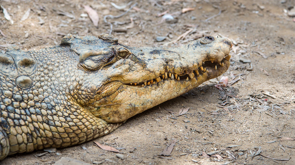 Hartley's Crocodile Adventures boat tour with crocodiles in a natural habitat, Queensland, Australia.