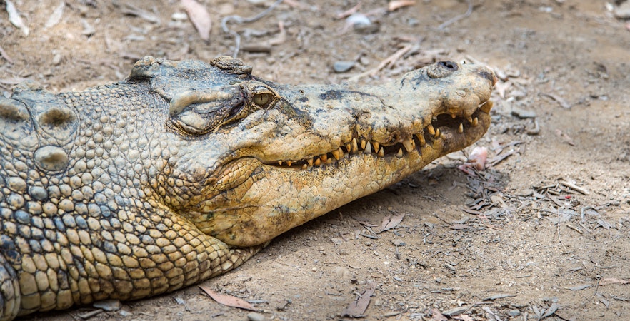 Crocodile Adventures